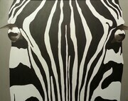 Zebra Stare